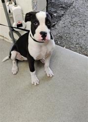 Shelter Stray Female Dog last seen 3RD AND ALLEN, 333 Chandler Pl, San Bernardino, CA 92408, USA