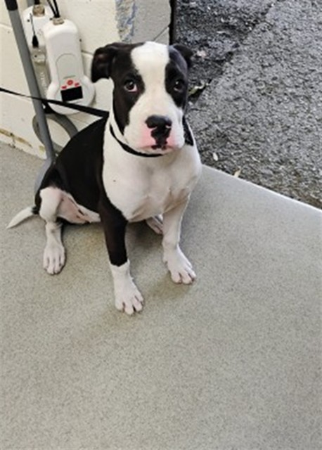 Shelter Stray Female Dog last seen 3RD AND ALLEN, 333 Chandler Pl, San Bernardino, CA 92408, USA