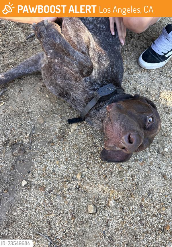 Found/Stray Male Dog last seen upper beacon trail, Los Angeles, CA 90027