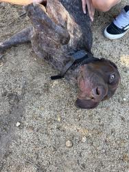 Found/Stray Male Dog last seen upper beacon trail, Los Angeles, CA 90027