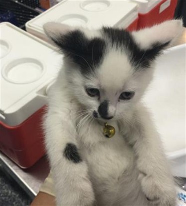 Shelter Stray Male Cat last seen Near BLOCK VIA ROMA, INDIO CA 92201, 72050 Pet Land Pl, Thousand Palms, CA 92276, USA
