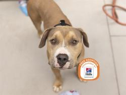 Shelter Stray Male Dog last seen JACKRABBIT RD AND YUMA RD, 5501 E Van Buren St, Phoenix, AZ 85008, USA