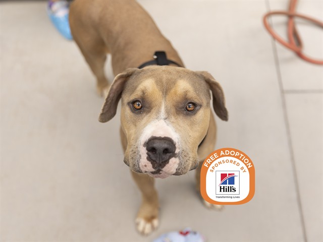 Shelter Stray Male Dog last seen JACKRABBIT RD AND YUMA RD, 5501 E Van Buren St, Phoenix, AZ 85008, USA