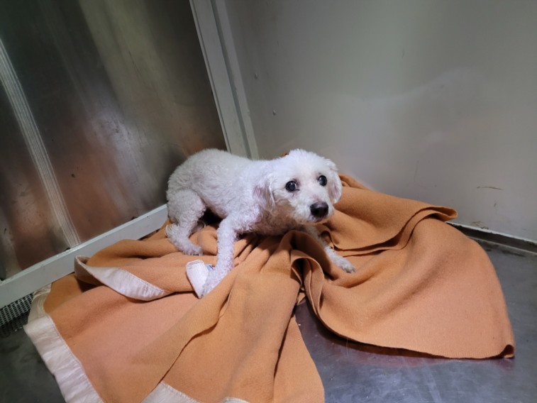 Shelter Stray Male Dog last seen , West Valley Animal Shelter, 20655 Plummer St, Chatsworth, CA 91311, USA