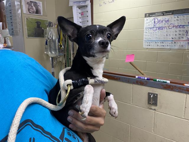 Shelter Stray Male Dog last seen , 3839 W Burnham St, West Milwaukee, WI 53215, USA