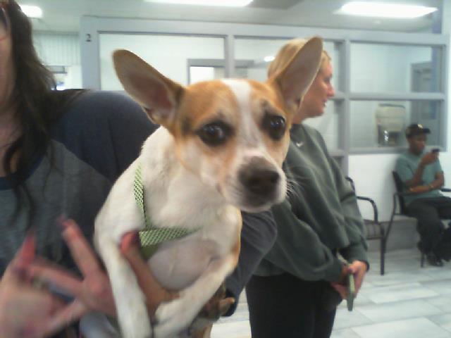 Shelter Stray Male Dog last seen CHARLOTTE, 8315 Byrum Dr, Charlotte, NC 28217, USA