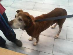 Shelter Stray Male Dog last seen CHARLOTTE, 8315 Byrum Dr, Charlotte, NC 28217, USA