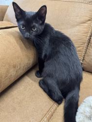 Shelter Stray Male Cat last seen BELMONT WAY & ARCADE BLVD, 2127 Front St, Sacramento, CA 95818, USA