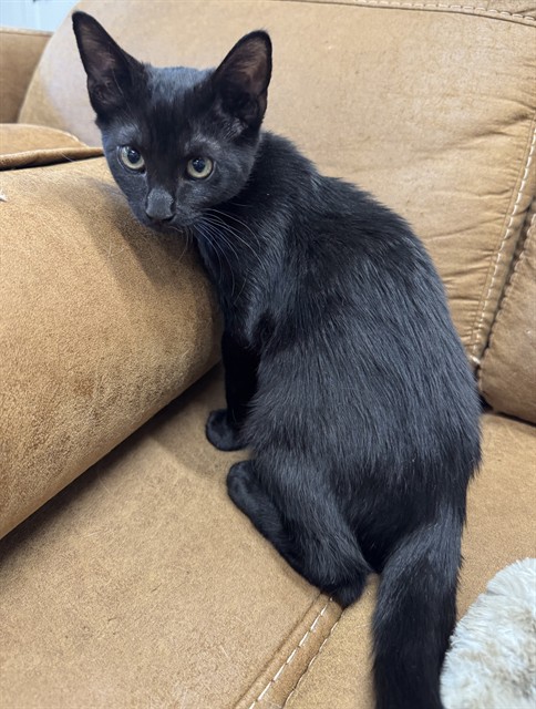 Shelter Stray Male Cat last seen BELMONT WAY & ARCADE BLVD, 2127 Front St, Sacramento, CA 95818, USA