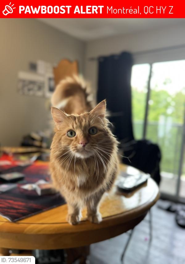 Lost Male Cat last seen Dandurand and 1re, Rosemont, Montréal, QC H1Y 2Z9