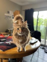 Lost Male Cat last seen Dandurand and 1re, Rosemont, Montréal, QC H1Y 2Z9