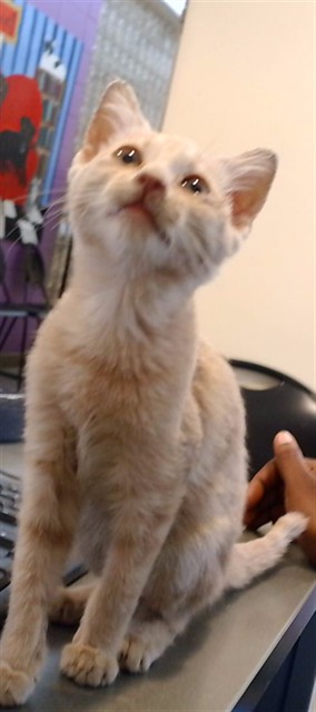 Shelter Stray Female Cat last seen JORDAN DR, 4950 SW Triana Blvd, Huntsville, AL 35805, USA