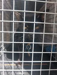 Shelter Stray Female Cat last seen Near BLOCK NW 54 ST, LAUDERHILL FL 33351, 2400 SW 42nd St, Fort Lauderdale, FL 33312, USA