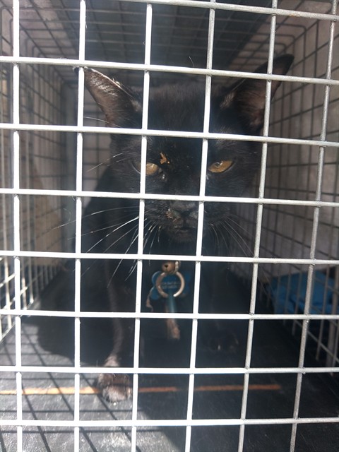 Shelter Stray Female Cat last seen Near BLOCK NW 54 ST, LAUDERHILL FL 33351, 2400 SW 42nd St, Fort Lauderdale, FL 33312, USA