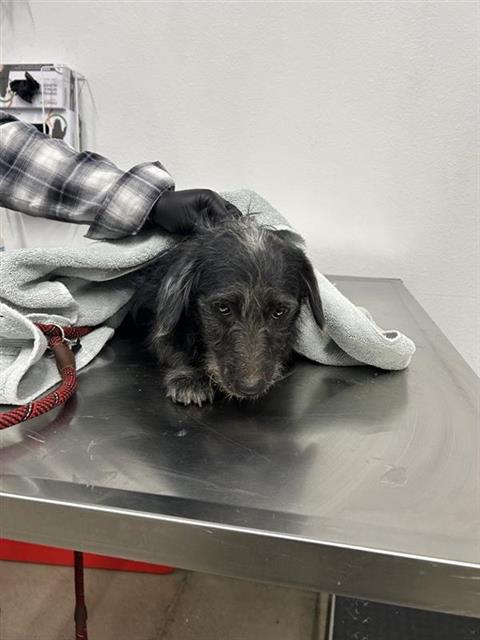 Shelter Stray Male Dog last seen Near BLOCK W ASHLAN AVE, FRESNO CA 93722 4307, 5277 E Airways Blvd, Fresno, CA 93727, USA