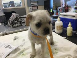 Shelter Stray Male Dog last seen Near BLOCK RIO LINDA RD, TEMECULA CA, 6851 Van Buren Boulevard, Jurupa Valley, CA 92509, USA