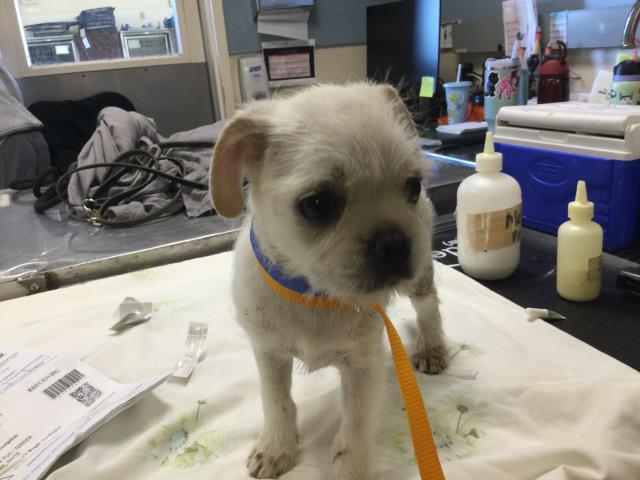 Shelter Stray Male Dog last seen Near BLOCK RIO LINDA RD, TEMECULA CA, 6851 Van Buren Boulevard, Jurupa Valley, CA 92509, USA