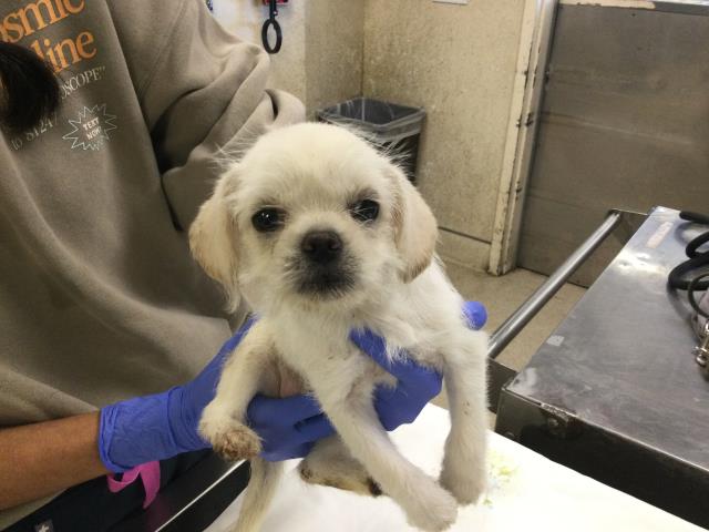 Shelter Stray Female Dog last seen Near BLOCK RIO LINDA RD, TEMECULA CA, 6851 Van Buren Boulevard, Jurupa Valley, CA 92509, USA