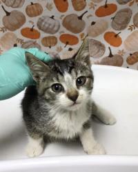 Shelter Stray Female Cat last seen Near BLOCK ROCKWELL RD, CORONA CA 92881, 6851 Van Buren Boulevard, Jurupa Valley, CA 92509, USA