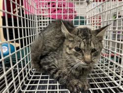 Shelter Stray Unknown Cat last seen ST CHARLES CO, 4850 Mid Rivers Mall Dr, St Peters, MO 63376, USA
