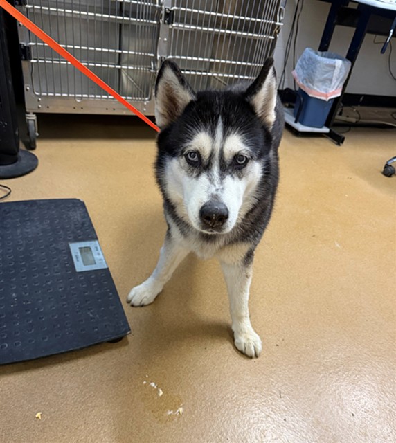 Shelter Stray Female Dog last seen OFALLON, 4850 Mid Rivers Mall Dr, St Peters, MO 63376, USA