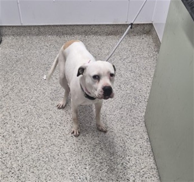 Shelter Stray Female Dog last seen Near BLOCK MICHIGAN AVE, DETROIT, MI 48216, 1431 E Ferry St, Detroit, MI 48211, USA