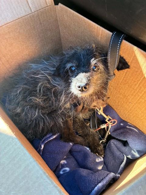 Shelter Stray Male Dog last seen Near BLOCK MCCORMICK ST DETROIT, MI 48224, 1431 E Ferry St, Detroit, MI 48211, USA