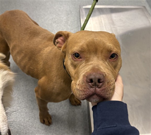 Shelter Stray Female Dog last seen Near, 5001 E Raymond St, Indianapolis, IN 46203, USA