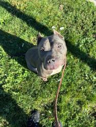 Shelter Stray Male Dog last seen Near BLOCK W GRAND BLVD, DETROIT, MI, 48208, 1431 E Ferry St, Detroit, MI 48211, USA