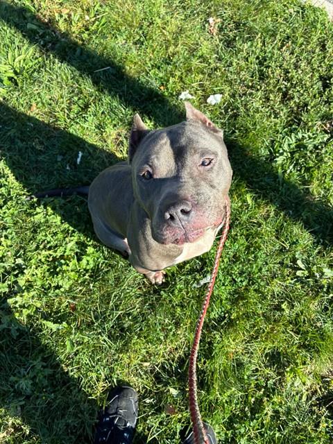 Shelter Stray Male Dog last seen Near BLOCK W GRAND BLVD, DETROIT, MI, 48208, 1431 E Ferry St, Detroit, MI 48211, USA