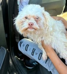 Shelter Stray Male Dog last seen Near BLOCK NEFF AVE DETROIT, MI 48224, 1431 E Ferry St, Detroit, MI 48211, USA