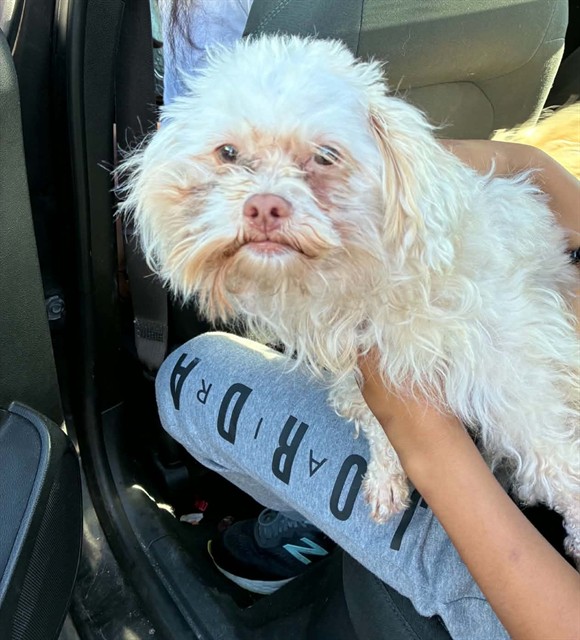 Shelter Stray Male Dog last seen Near BLOCK NEFF AVE DETROIT, MI 48224, 1431 E Ferry St, Detroit, MI 48211, USA