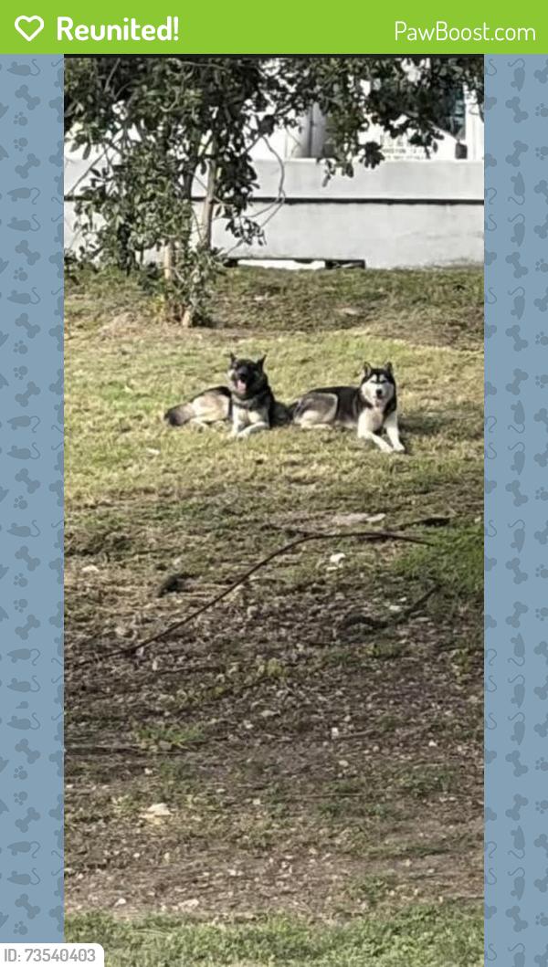Reunited Male Dog last seen Beltway Bellaire, Houston, TX 77072