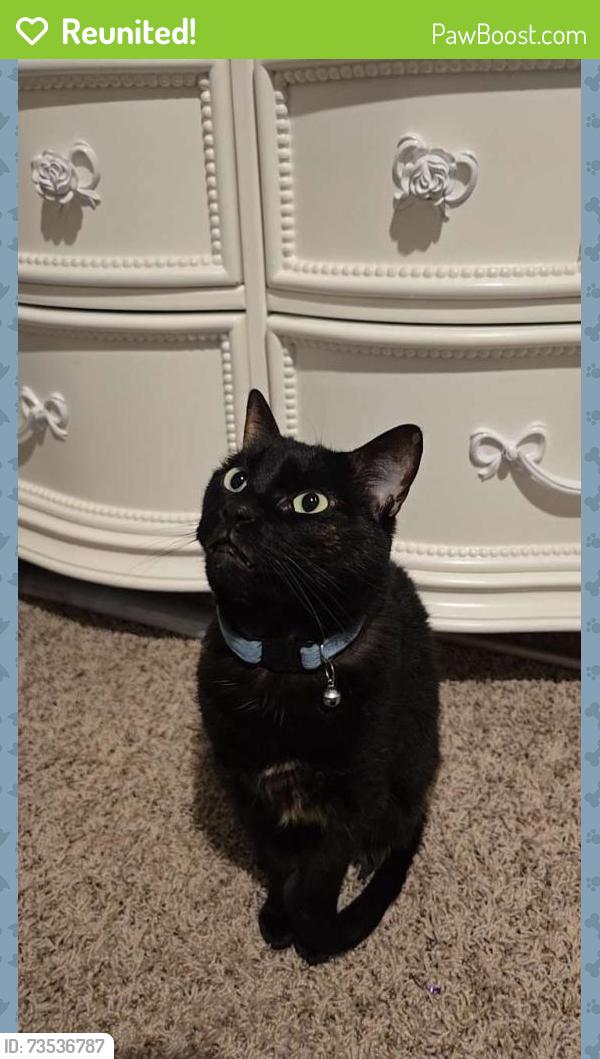 Reunited Female Cat last seen Ashland ave, Pensacola, FL 32534