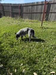 Found/Stray Female Dog last seen HTeaO, Cleburne, TX 76033
