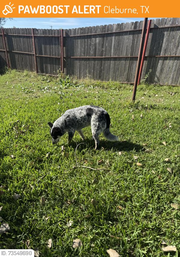 Found/Stray Female Dog last seen HTeaO, Cleburne, TX 76033