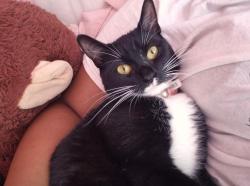 Reunited Female Cat last seen Lawrenceville Hwy near One Mission Church, Tucker, GA 30084