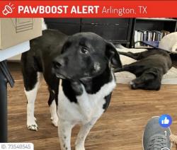 Lost Male Dog last seen Jack in the Box at SW Green Oaks and 360, Arlington, TX 76017