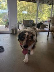 Found/Stray Unknown Dog last seen Sw 59th Czech hall, Mustang, OK 73064