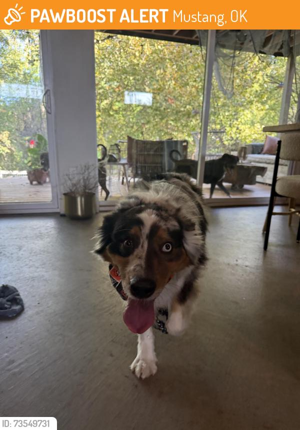 Found/Stray Unknown Dog last seen Sw 59th Czech hall, Mustang, OK 73064