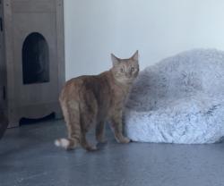 Reunited Unknown Cat last seen Near Salazar Dr, Mission Viejo, CA 92691, USA, Mission Viejo, CA 92691