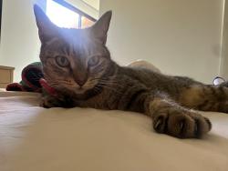 Lost Female Cat last seen Near and Jefferson, La Quinta, CA 92253