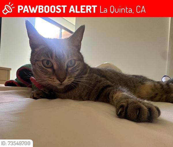Lost Female Cat last seen Near and Jefferson, La Quinta, CA 92253