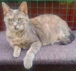 Lost Female Cat last seen S. Keystone Way and N. Gratiot Ave., Clinton Township, MI 48036