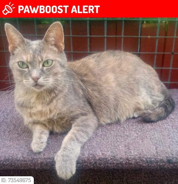 Lost Female Cat last seen S. Keystone Way and N. Gratiot Ave., Clinton Township, MI 48036