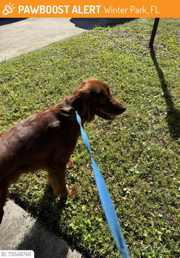 Found/Stray Male Dog last seen N New York Ave, Winter Park, Fl, Usa, Winter Park, FL 32789