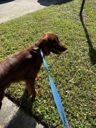 Found/Stray Male Dog last seen N New York Ave, Winter Park, Fl, Usa, Winter Park, FL 32789