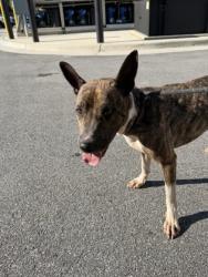 Shelter Stray Male Dog last seen Near Buffington Rd, South Fulton, GA, 1251 Fulton Industrial Blvd NW, Atlanta, GA 30336, USA