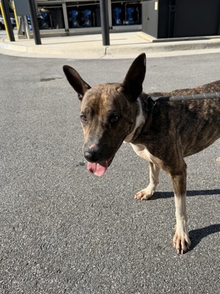 Shelter Stray Male Dog last seen Near Buffington Rd, South Fulton, GA, 1251 Fulton Industrial Blvd NW, Atlanta, GA 30336, USA