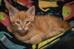 Shelter Stray Male Cat last seen East Baton Rouge, East Baton Rouge Parish, LA, 11130 N Harrells Ferry Rd, Baton Rouge, LA 70816, USA